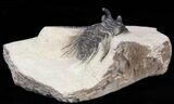 Leonaspis prescheri Trilobite - Lghaft, Morocco #40147-4